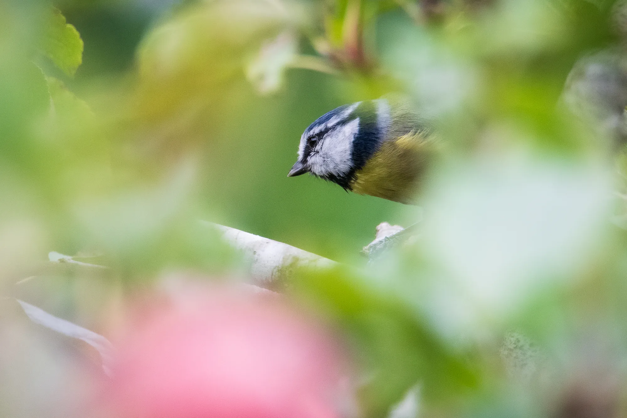 Blue tit, orchard, Penryn. 2019.